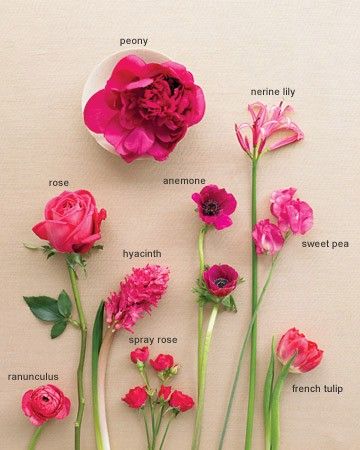 the parts of a flower are shown in this image, including pink flowers and green stems