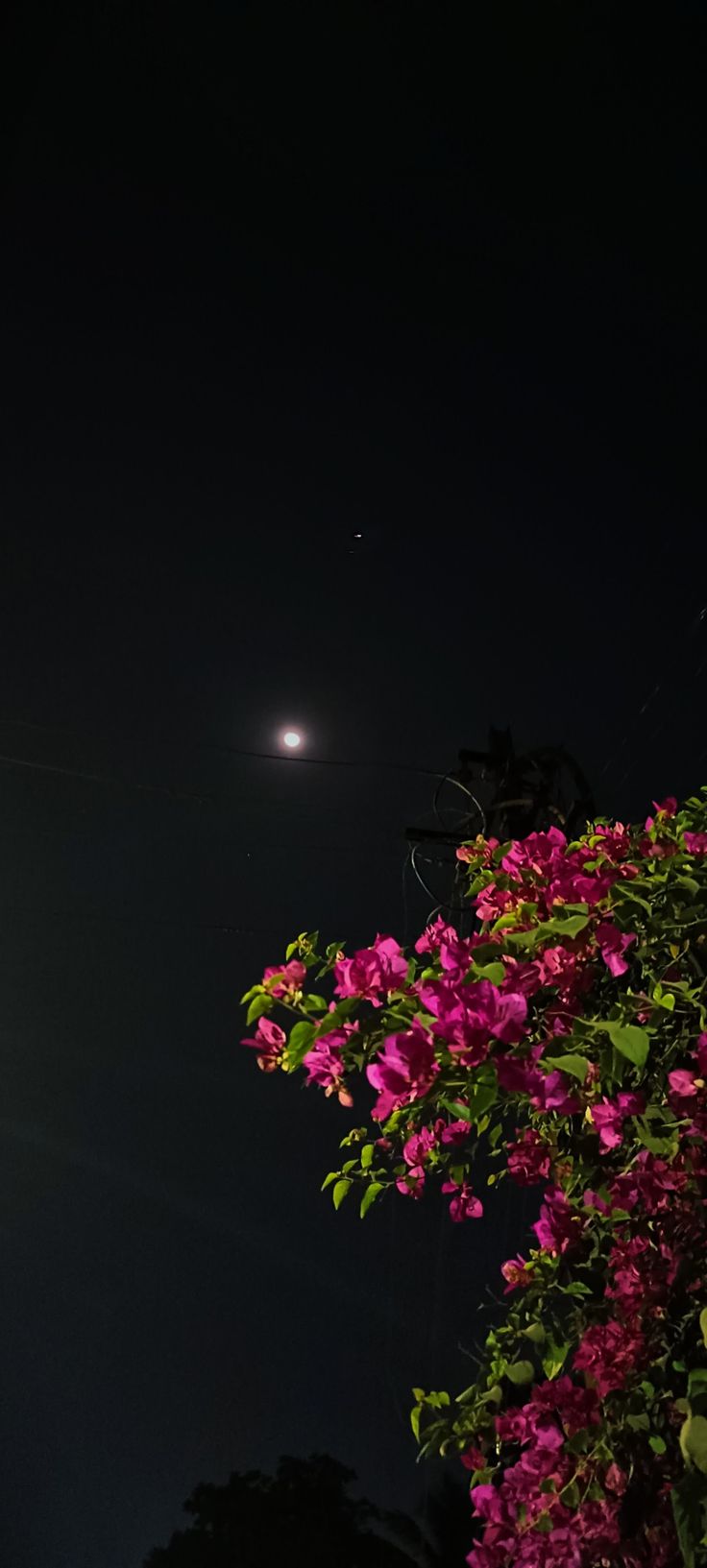 Flowers to the moon Late Night Outside Aesthetic, Waiting Aesthetic Pictures, Late Night Aesthetic Pictures, Late Night Moon Aesthetic, Night Walk Prank, Late Night Streaks, Night Walk Pics, Girly Photography Aesthetic Night, Evening Walk Insta Story