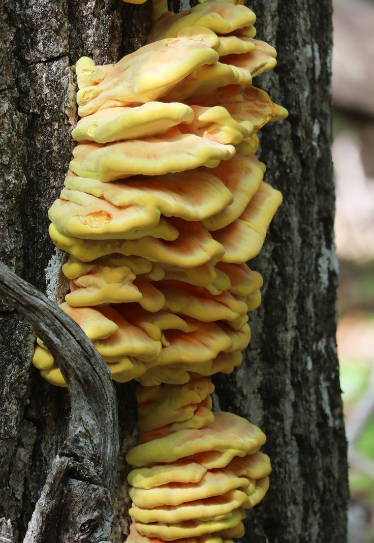 yellow mushrooms growing on the side of a tree