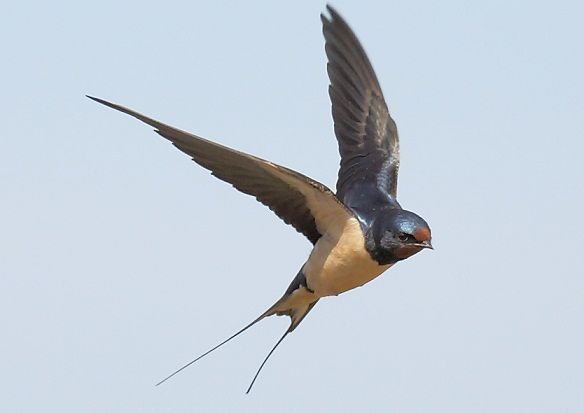 a bird is flying in the sky with its wings spread out and it's beak extended