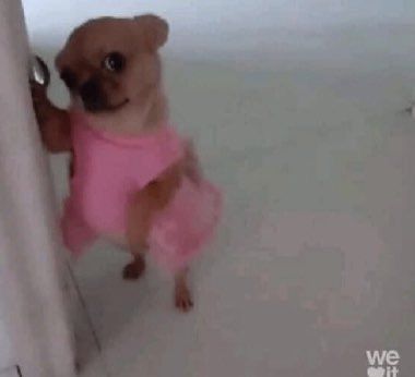 a small dog wearing a pink dress standing on its hind legs and looking at the camera