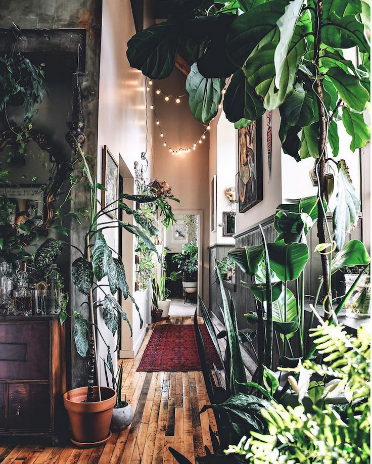 the instagram page on instagram com shows an image of a hallway with plants