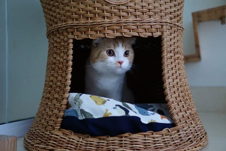 an orange and white cat sitting in a wicker basket