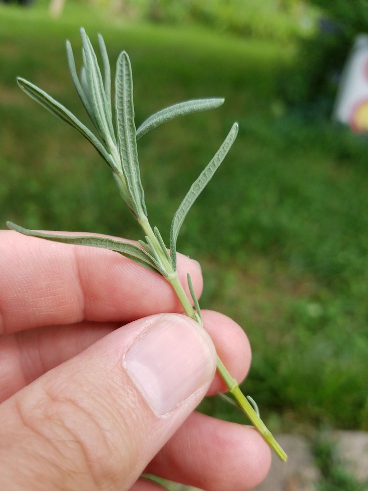 a person is holding a tiny plant in their hand