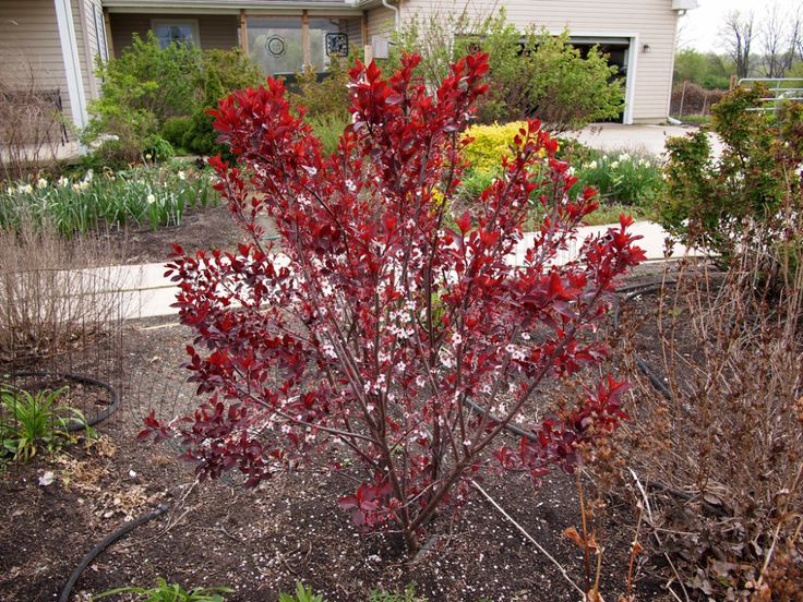 a small red bush in front of a house