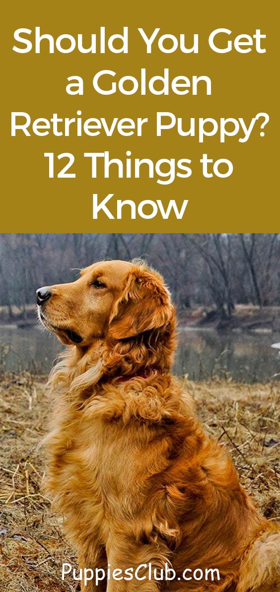 a golden retriever sitting in the grass with text overlay that reads should you get a golden retriever puppy? 12 things to know