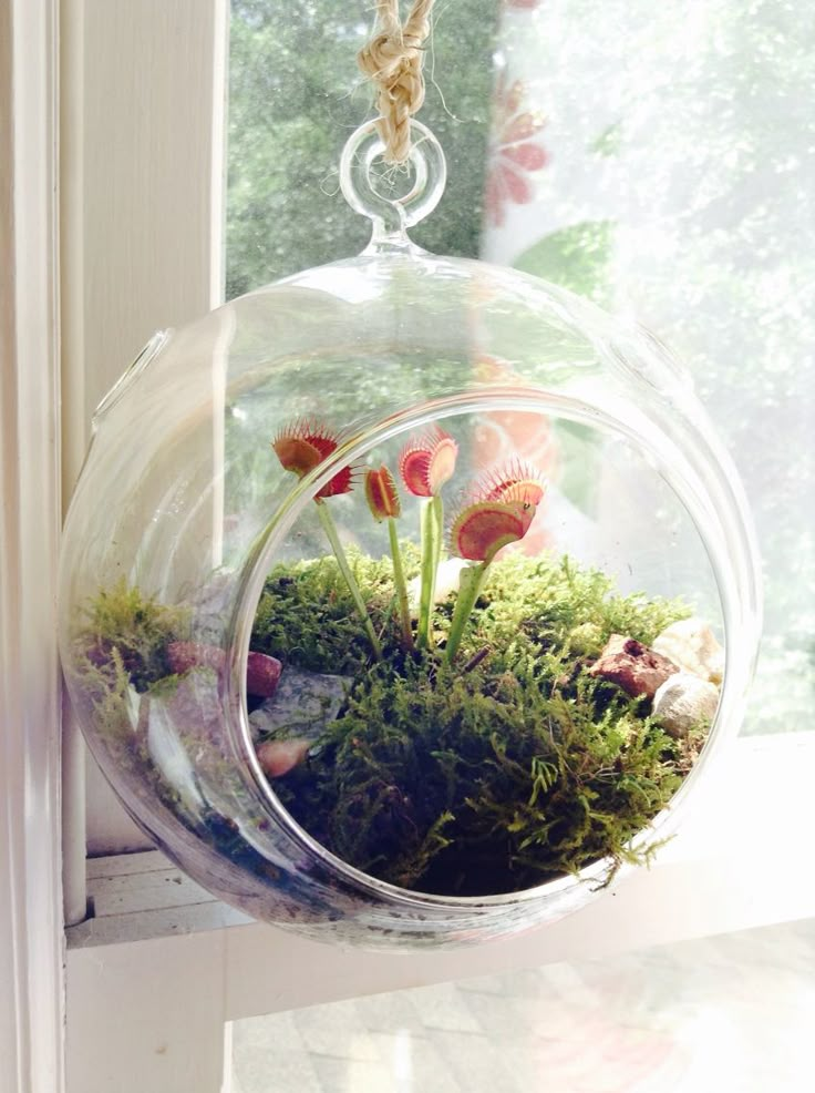 a glass vase filled with moss and little red flowers sitting on top of a window sill