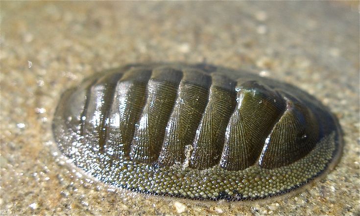 a close up of a bug on the ground