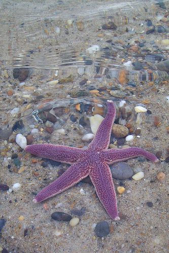 a purple starfish laying on top of a sandy beach next to rocks and water