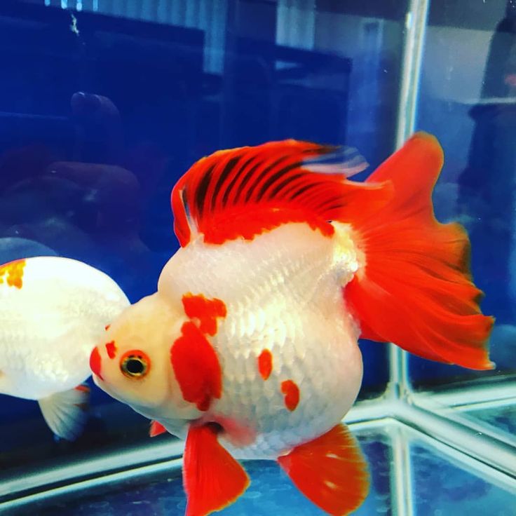 two goldfish in an aquarium looking at each other