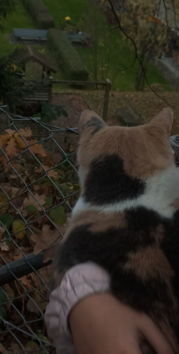 a person holding a cat in their arms near a fence and trees with leaves on the ground