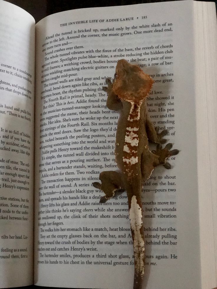 an open book with a lizard on it