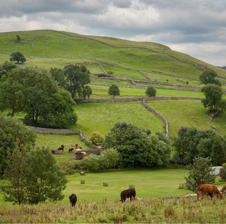 several horses grazing in a field near a stone wall and tree lined hillside with green grass