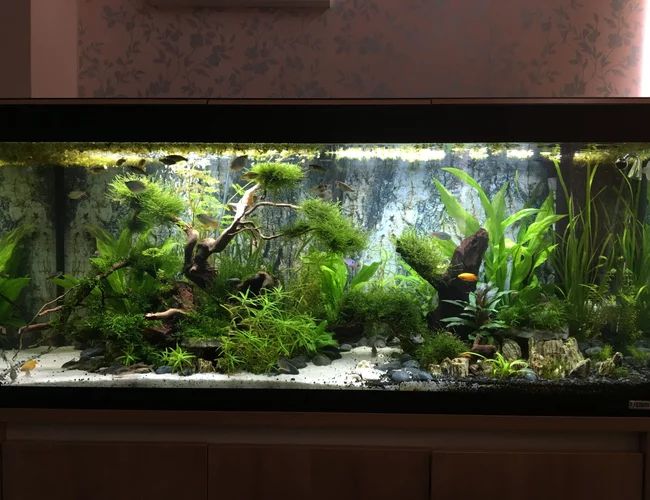 an aquarium filled with lots of green plants