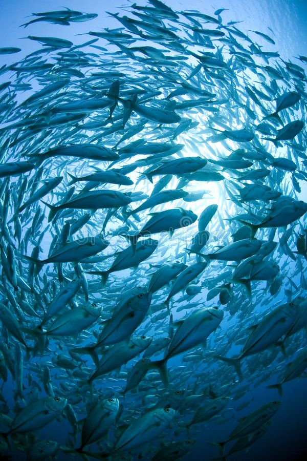 a large school of fish swimming in the ocean