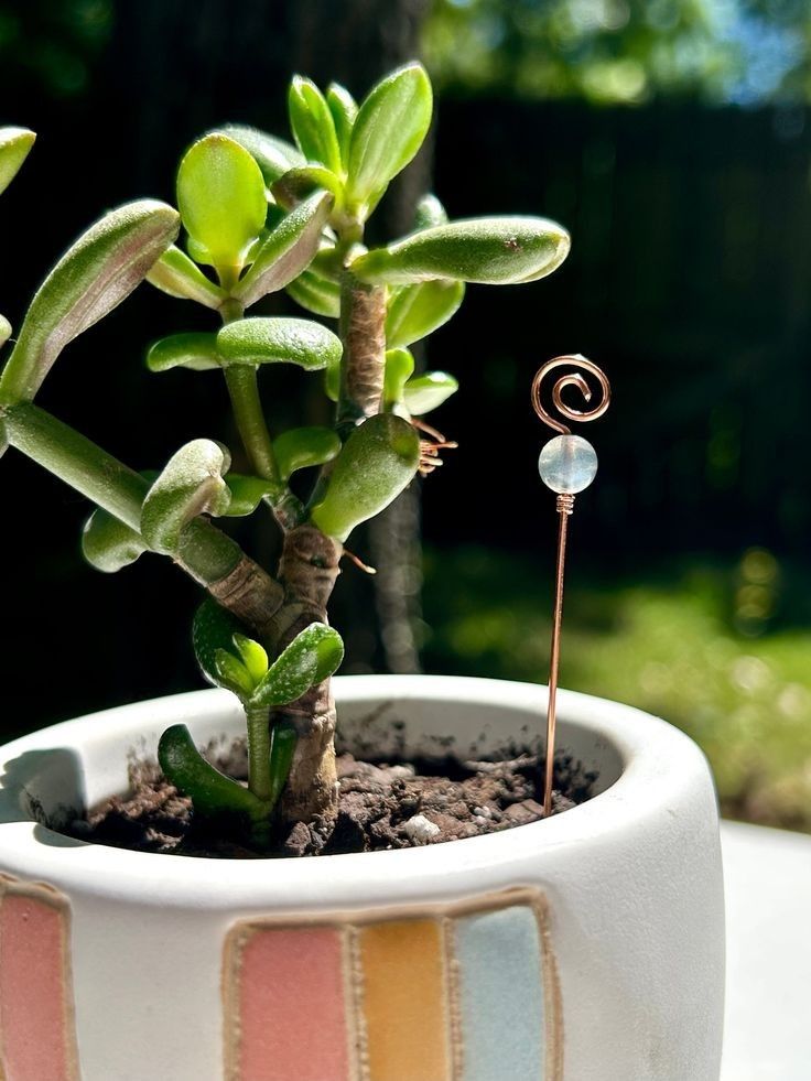 a small potted plant sitting on top of a table next to a pair of scissors