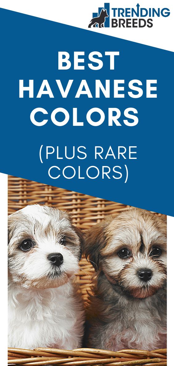 two puppies sitting in a basket with the words best havanese colors on it