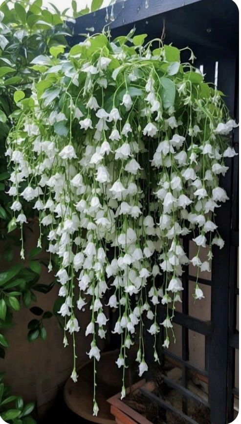 white flowers are hanging from the side of a building in front of potted plants