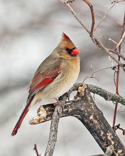 a red and gray bird sitting on top of a tree branch with snow in the background