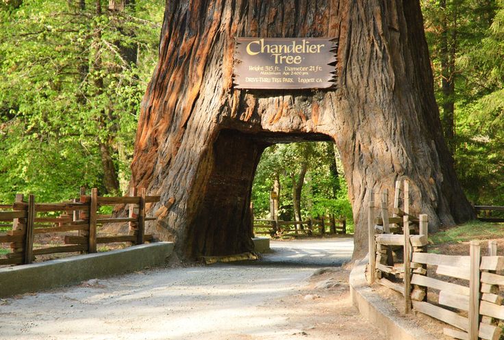 an entrance to a giant tree in the forest