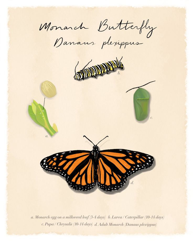 the monarch butterfly and its puppies are depicted in this poster, which is part of a series of butterflies