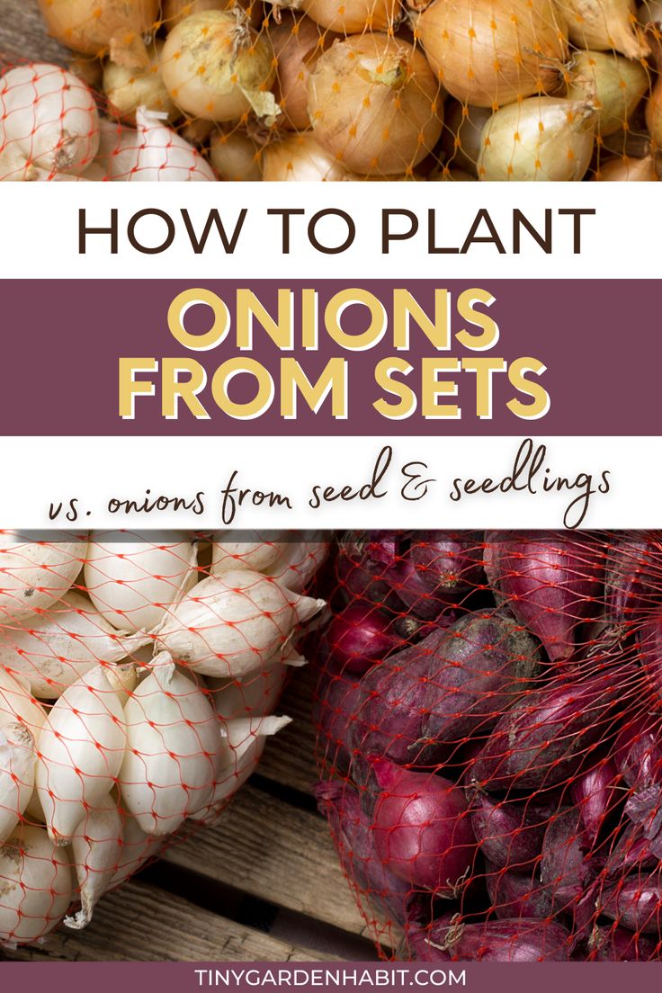 onions and other vegetables with the title how to plant onions from seeds