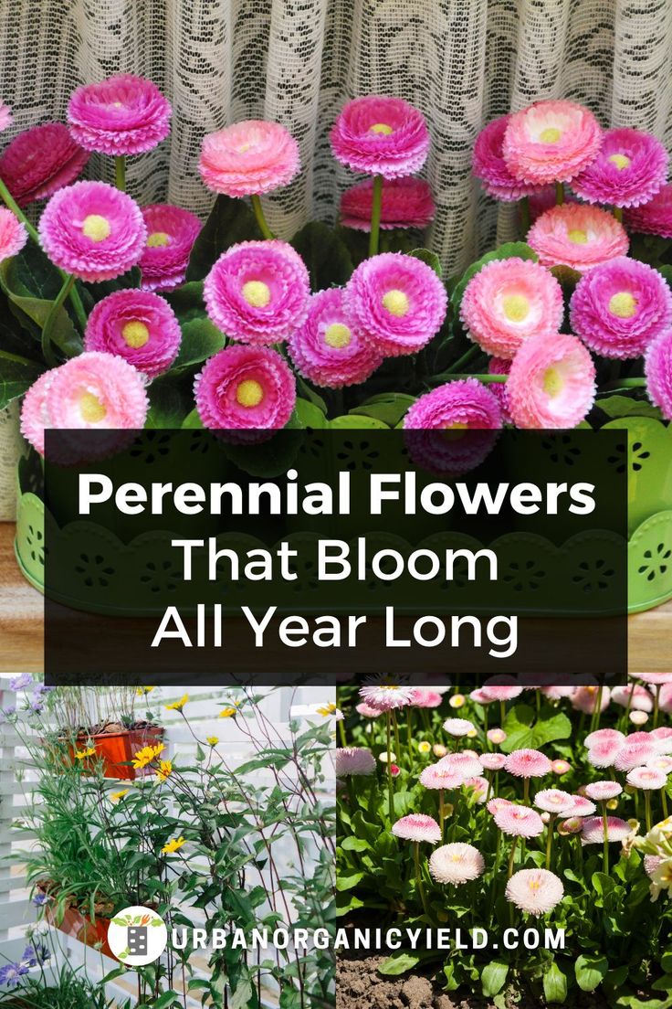 flowers that bloom all year long and are in pots with the words perennial flowers that bloom all year long