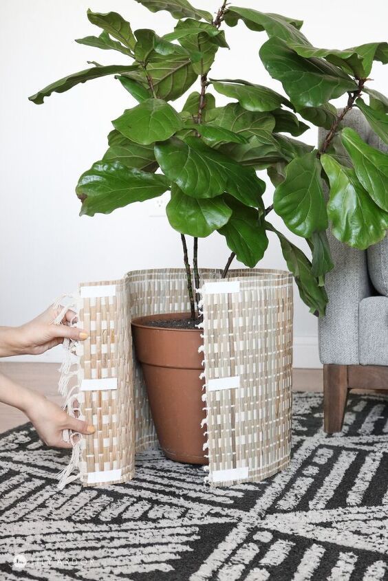 two potted plants sitting next to each other on a rug