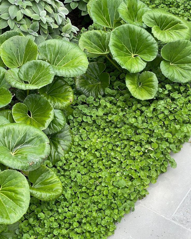 some very pretty green plants by the sidewalk