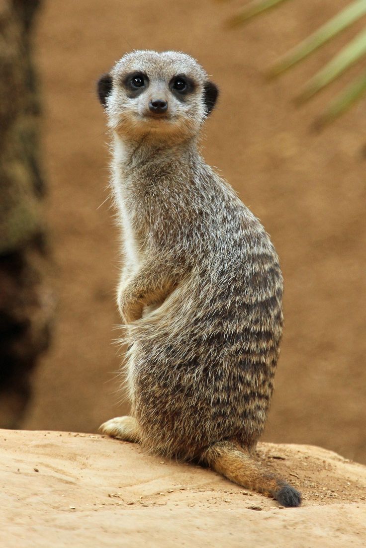 a small meerkat sitting on top of a rock looking up at the camera