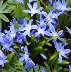 some blue flowers are growing in the grass