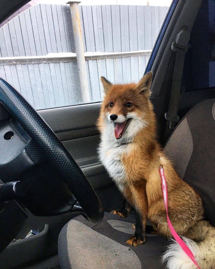 a fox sitting in the back seat of a car with its tongue hanging out and it's mouth open