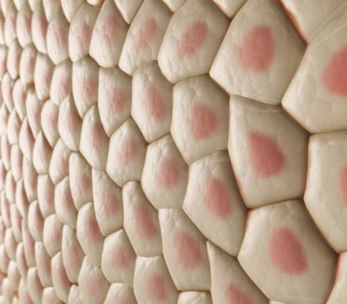 a close up view of an animal skin with pink spots on it's surface