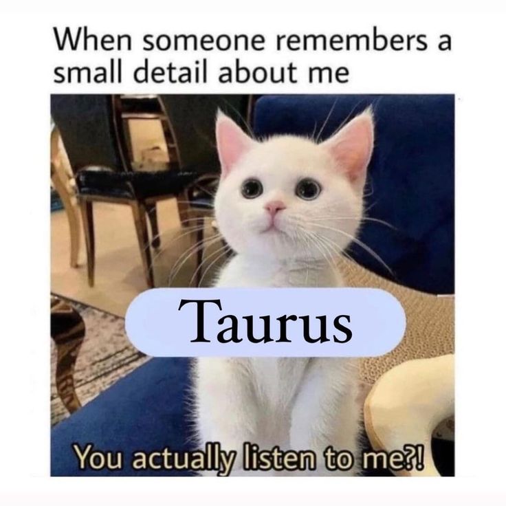 a white cat sitting on top of a blue chair with the caption, when someone remembers a small detail about me aquarius you actually listen to me?