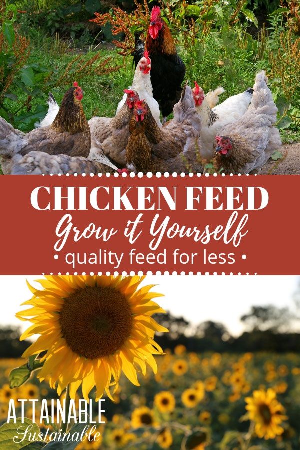 chickens and sunflowers with the words, chicken feed grow yourself quality for less