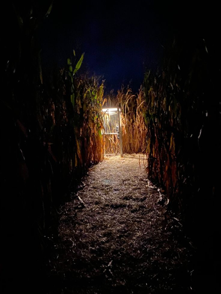 an open door in the middle of a corn field at night with light coming through