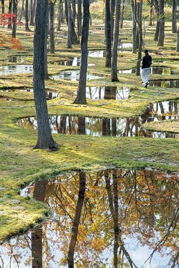 a man walking through a forest filled with lots of trees and mossy ground covered in water