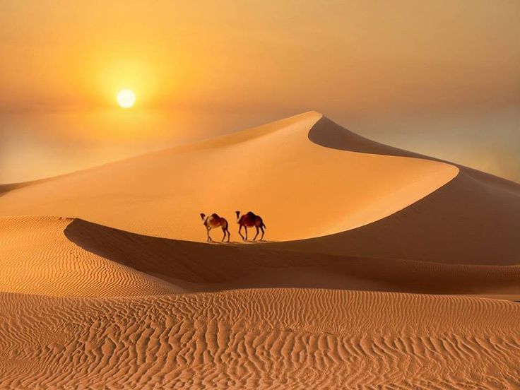 two camels are walking in the desert at sunset with sand dunes and bright sun behind them