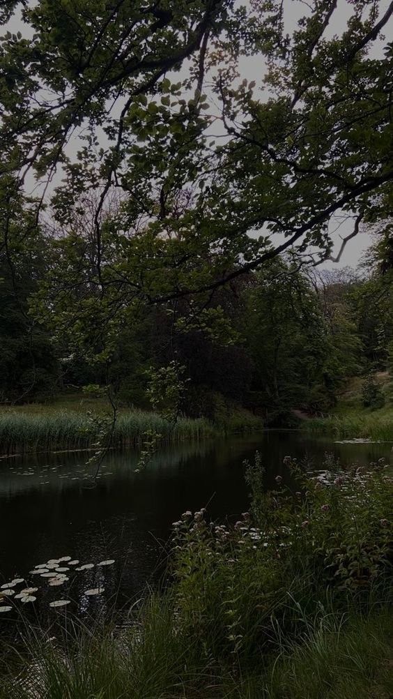 a pond surrounded by tall grass and trees