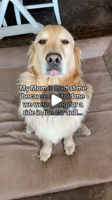 a dog sitting on top of a couch with its tongue out and it's mouth open