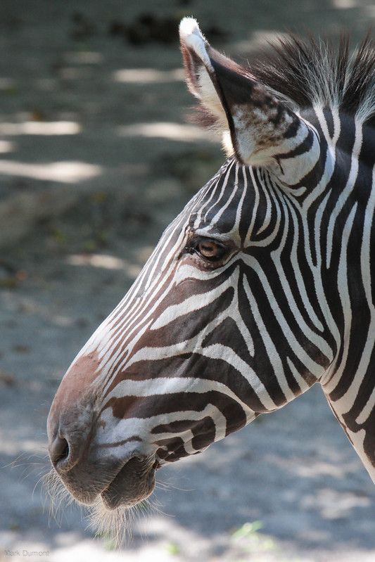 a zebra standing on top of a dirt field