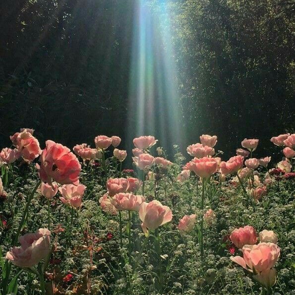 the sun shines brightly over a field of pink flowers