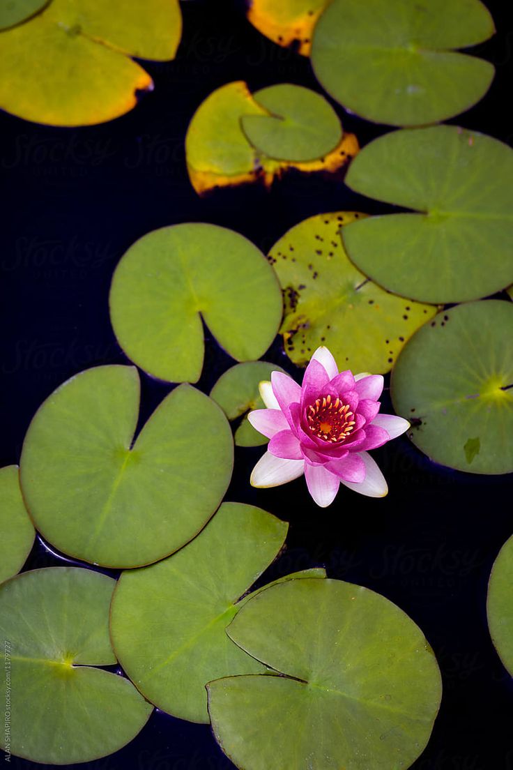 a pink flower sitting on top of lily pads