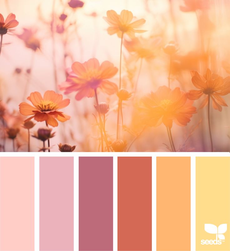 the color palette is pink, yellow and orange with some daisies in the foreground