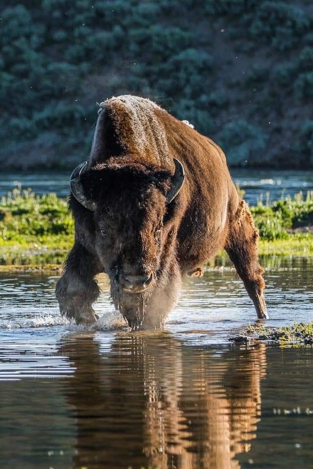 a bison is wading through the water