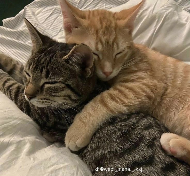 two cats cuddle together on a bed