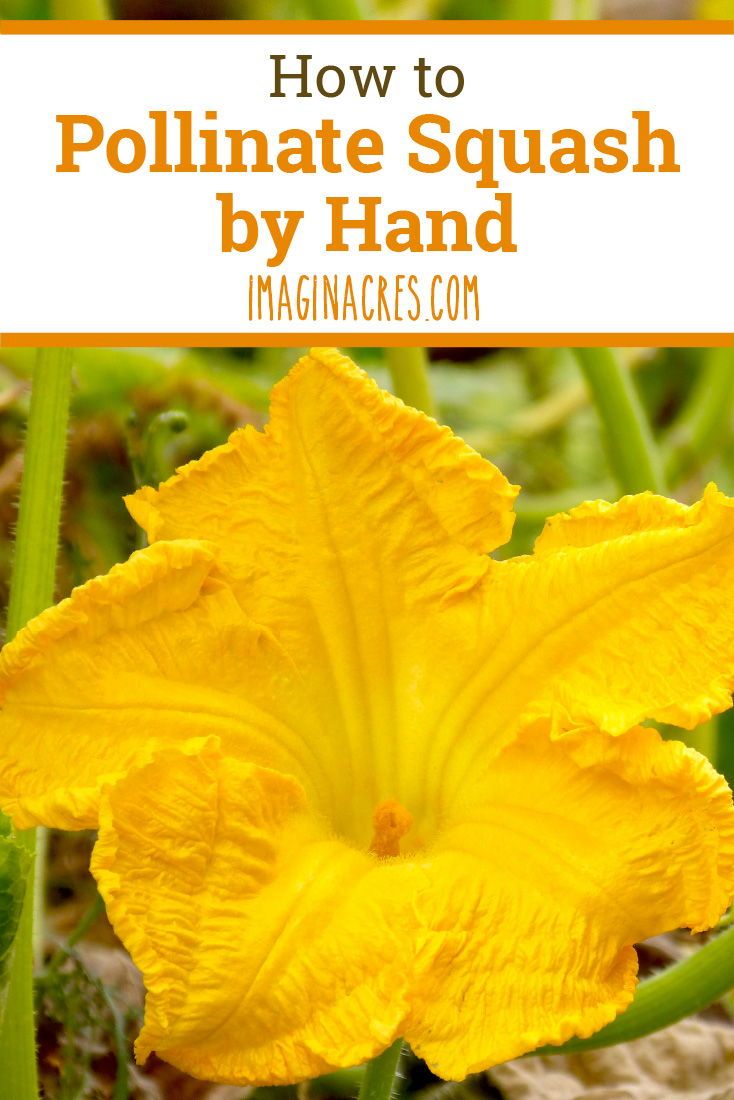 a yellow flower with the words how to pollinate squash by hand