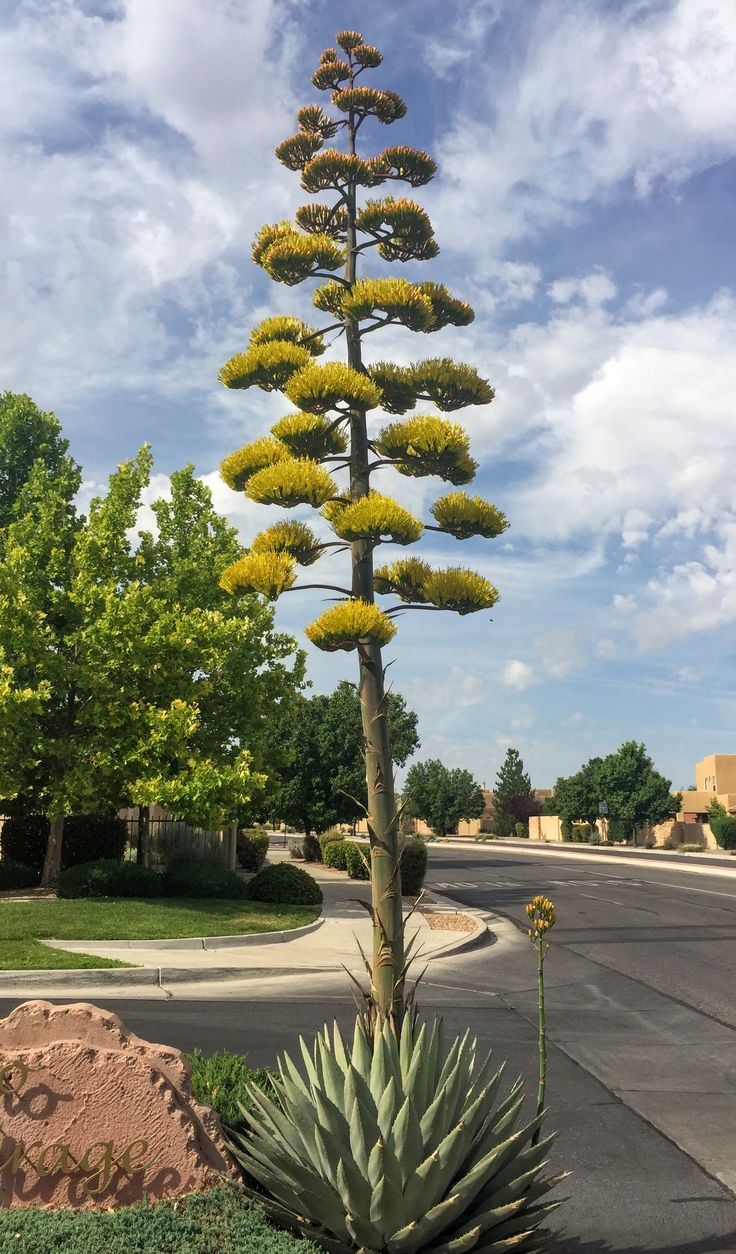 a tall plant sitting on the side of a road