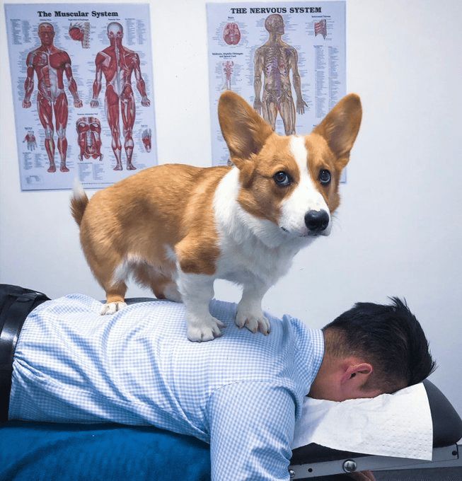 a dog standing on the back of a man's head while he looks at him