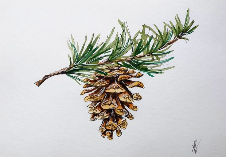 a pine cone is hanging from a branch with green leaves and brown cones on it